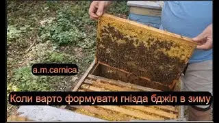 Коли варто формувати гнізда бджіл в зиму