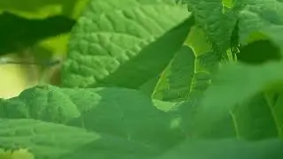 Damsel Fly