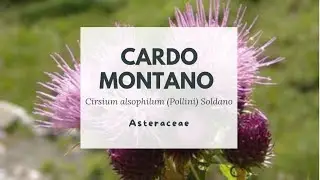 CARDO MONTANO - Cirsium alsophilum (Pollini) Soldano - Asteraceae