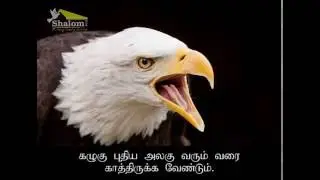 Inspirational Story of an Eagle - Tamil