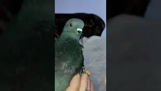 ГОЛУБЯТИНА  ЗАХОТЕЛА  МЕНЯ СЬЕСТЬ ! 