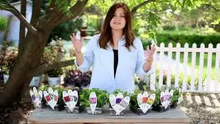 Flower Pillows™ by Proven Winners | Easy, Low-Maintenance Container Gardening