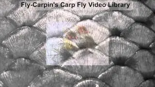Fly-Carpin's Carp Fly Video Library