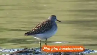 Piro piro boschereccio.