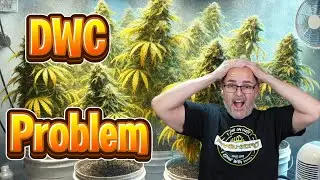 DWC Disaster: Troubleshooting My Sick Plants #marshydro #ts1000 #fce3000 #vg80