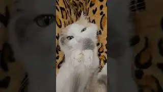 Вірш, Міка