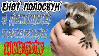 Енот полоскун содержание в домашних условиях  ЗА или ПРОТИВ.