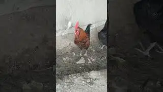 Golden Misri Rooster | Murgha Calling Azaan 