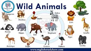 wild animals name for kids ..with pictures