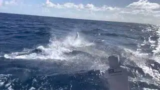 Check Out This BlueMarlin. @LadyPamelaIIFortLauderdale