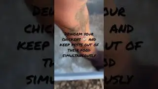 Deworm your chickens and keep pests out simultaneously #homesteading