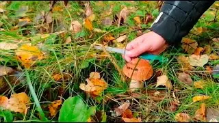 Сбор урожая грибов и прогулка по лесу 4 🏞️ Подмосковье 2021