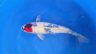 Tancho Showa #koigarden #koi #koifish