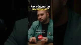 Как общаются насекомые? 