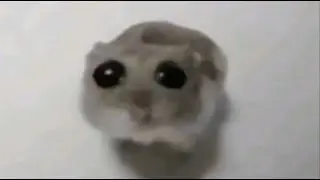 SCP SL Juking