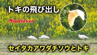トキの群れが飛び出した