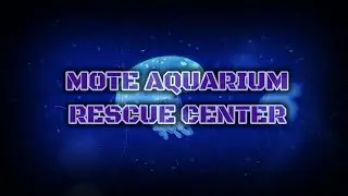 Rescue Center Mote Marine Lab & Aquarium