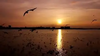 The Seagulls euphoria