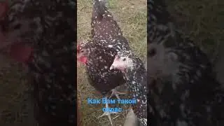 красивый окрас