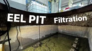 Eel pit filtration upgrades!