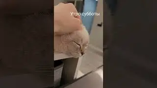 #chill #music #shortsvideo #1million #100k #catshorts #котики #funnyvideo