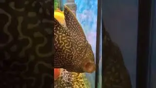 рыбка кушает