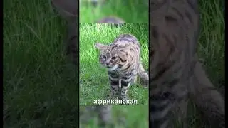 Самая опасная кошка в мире #новости #shorts