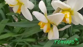 Гончаръ и Горе Злощастья