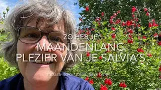 ZO HEB JE MAANDENLANG PLEZIER VAN JE SALVIA’S