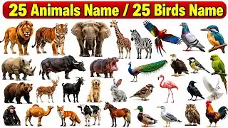 25 Animals Names in English and Hindi with Picture I 25 Birds Name English and Hindi