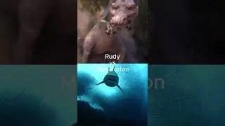 Rudy vs Megalodon 
