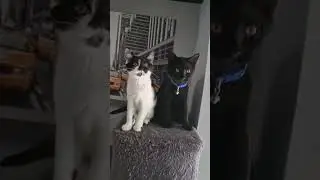 Black cat and buddies