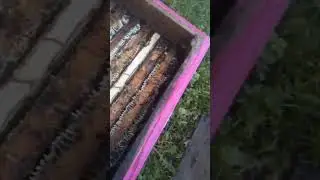 От мёда улья трещат.