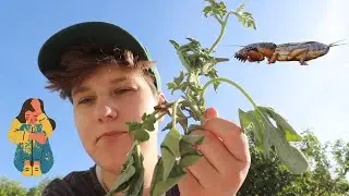 GRYLLOTALPA GRYLLOTALPA - KURKLIAI (UŽPUOLĖ ARBŪZŲ DAIGUS)