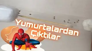 Yeni Yavru Örümcekler ve Onlara TERRARİUM Yapımı