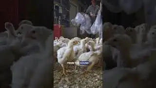 More Efficient Moves For Your Farm👩🏻‍🌾👨🏻‍🌾 Part 1