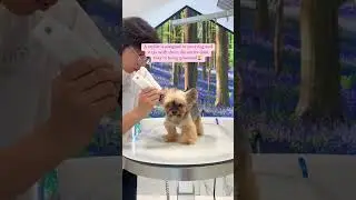 🐥🛁 Spa Day #duckytheyorkie Each dog has their own individual grooming room with their assigned