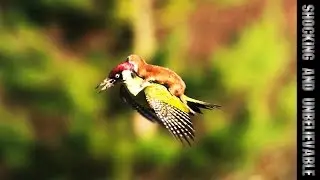 ЛАСКА ЛЕТИТ ВЕРХОМ НА ДЯТЛЕ