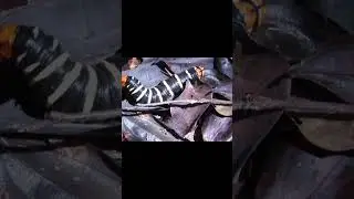 El baile del GUSANO #viral #viralshorts #funny #gusano #oruga