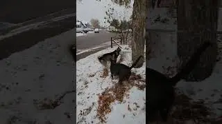 Appa LOVES to play in the snow, and a leaf pile only makes it more fun!  #husky #belgianmalinois
