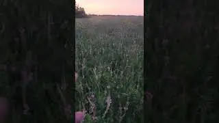 Эспарцетовый медок 