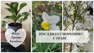 Посадила смородину у траві☘️ Фікус Лірато Бамбіно🪴Мої кімнатні рослини🪴 Догляд Купили дачу 30🏡
