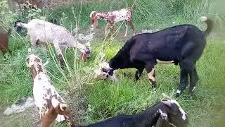 Most beautiful goats Of Punjab |The Big Goats In South Punjab |Pakistani goats eating grass ||