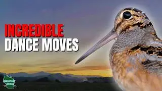 5 Things You Didn't Know About Woodcocks!