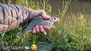 Ранкова рибалка. Ловля підлящика на опариш (фідер).
