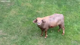 'Phill the Water Buffalo' is in medical trouble after requiring surgery from gunshot wound
