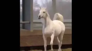 арабские скакуны