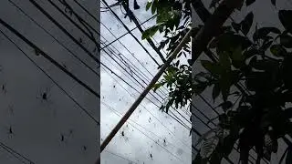 SPIDER INFESTATION IN BALI 😱🕷️ ft. Grace