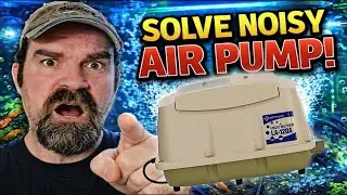 Massive new airpump & Shrimp Feeding