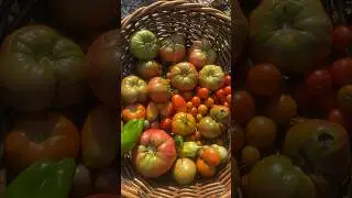 Tomato harvest #gardenharvest #harvesttime #harvest #homegrown #tomato #tomatoharvest #garden